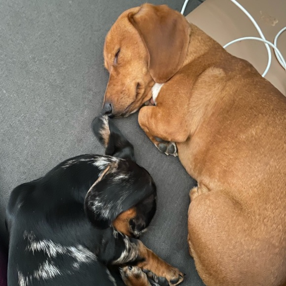 Meet your Posher, Melissa - Picture 1 of 1